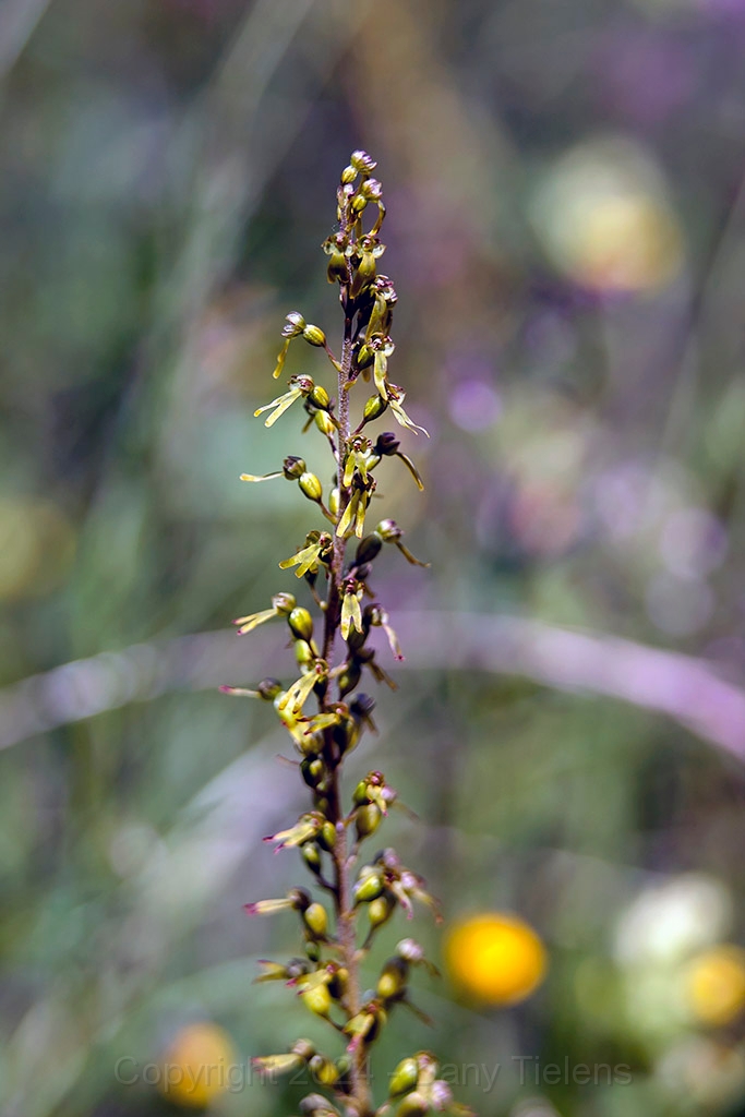 Grote keverorchis 2013 - 02.jpg